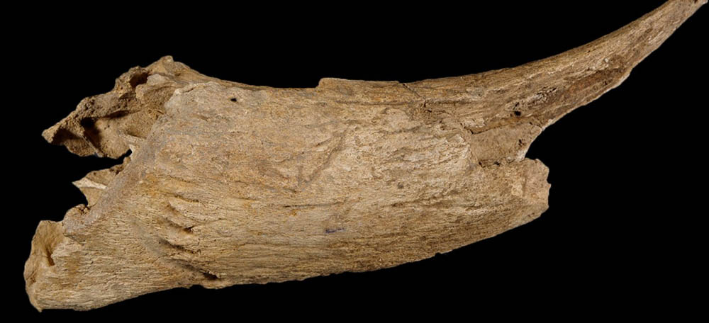 A goat horn on a black background.