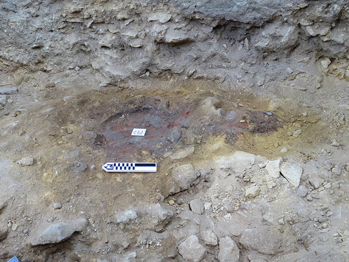 Overhead view of animal remains.