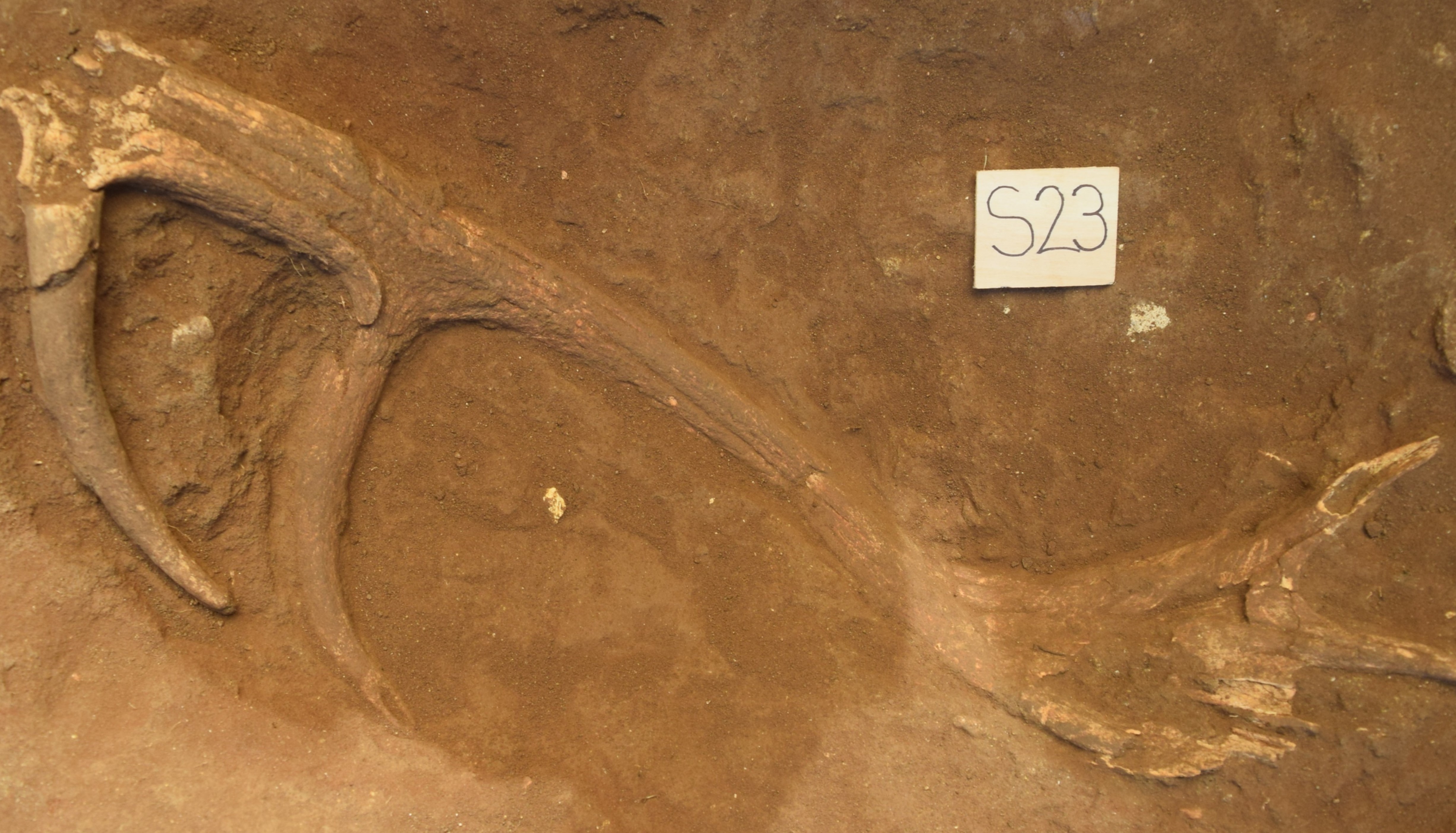 Closeup of deer antlers during excavation at the bottom of a trench.