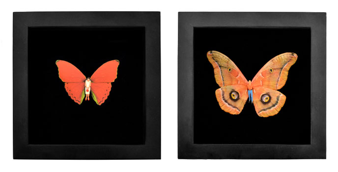 Two dried butterflies on black backgrounds in black frames, miniature figure of human beings are supermiposed on the bodies of the butterflies.
