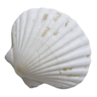 seashell
