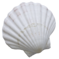 seashell