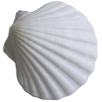 seashell