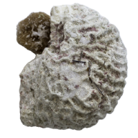 seashell