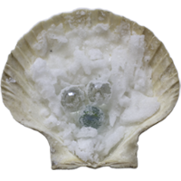 seashell