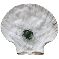 seashell